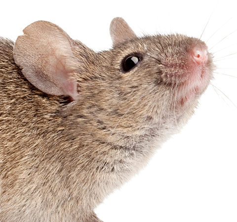 Close-up of mouse's face