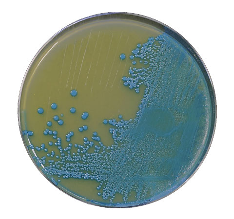 Chlorine Dioxide antimicrobial decontamination Chlorine Dioxide Antimicrobial Decontamination